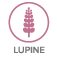 lupine